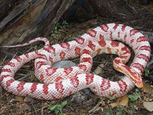 ADULT