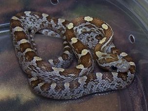 HATCHLING