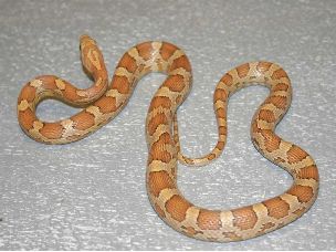 ADULT