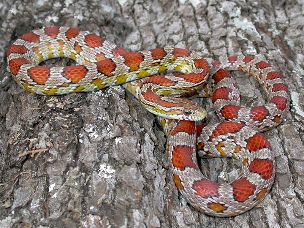 ADULT
