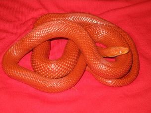 ADULT