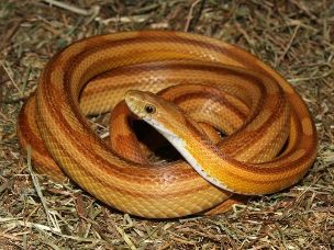 ADULT