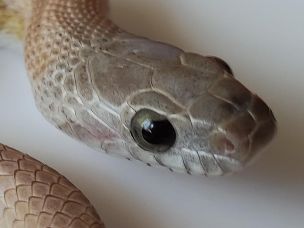EYE