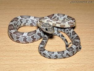 HATCHLING