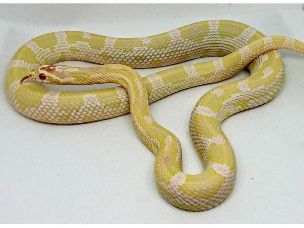 ADULT