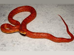 ADULT