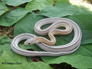 ADULT