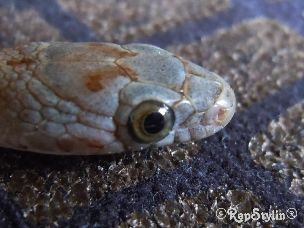 EYE