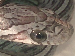 EYE