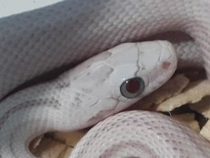 EYE
