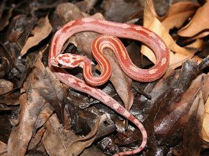 HATCHLING