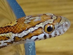 EYE