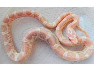 HATCHLING