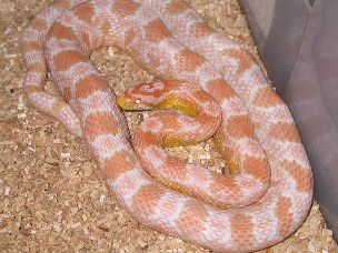 ADULT