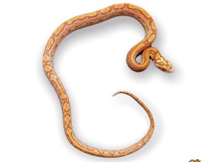 HATCHLING