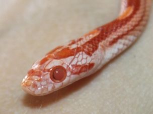 EYE