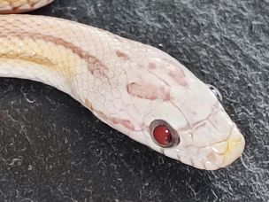 EYE