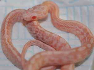 HATCHLING