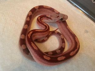HATCHLING