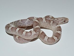 HATCHLING