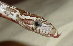 EYE