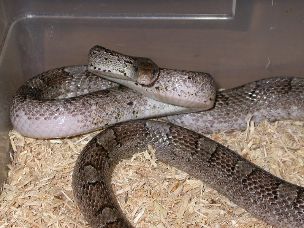 ADULT