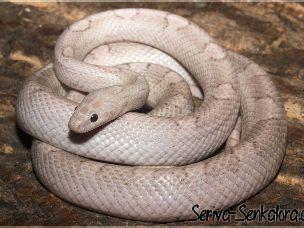 ADULT