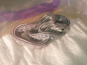 HATCHLING