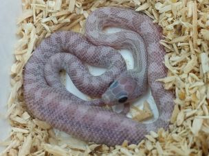 HATCHLING