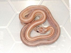 HATCHLING