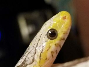 EYE