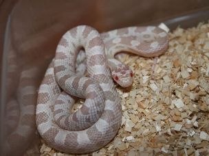 HATCHLING