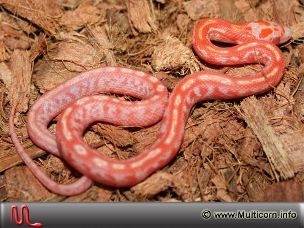 HATCHLING