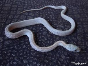 HATCHLING
