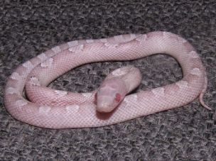 HATCHLING