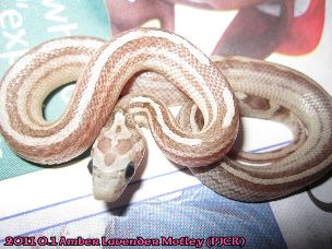 HATCHLING