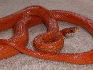 ADULT