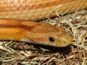 EYE