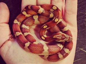 HATCHLING