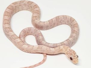 HATCHLING