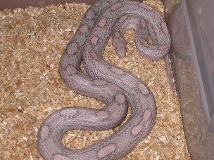 ADULT