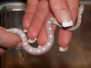 HATCHLING