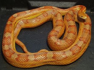 ADULT