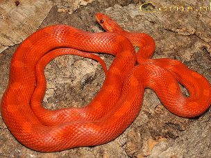 ADULT