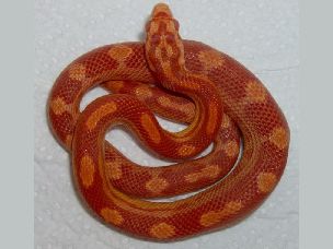 HATCHLING
