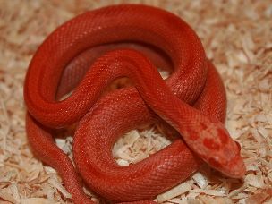 HATCHLING