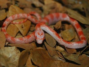 HATCHLING