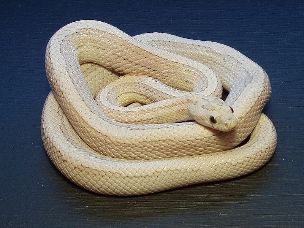 ADULT