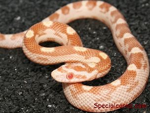 HATCHLING