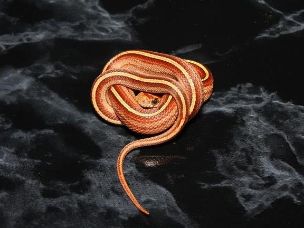 HATCHLING